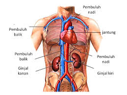 Hasil gambar untuk ginjal