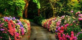 Resultado de imagen de flores