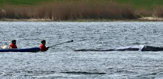 Wal-Rettung in Livestream und Ticker: Biologe warnt vor „abenteuerlichem“ Plan und gefährlicher Panik-Reaktion