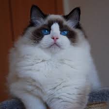 Imagini pentru rase de pisici ragdoll