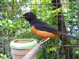 Hasil gambar untuk murai batu