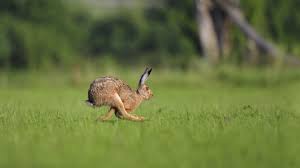 Image result for RABBIT