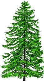 Image result for larch tree