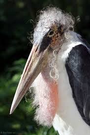 Risultati immagini per marabu