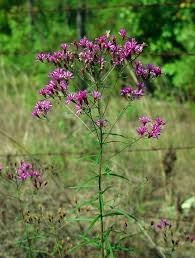 Image result for ironweed plant