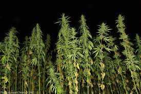 medical marijuana
