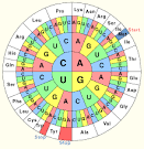 Der genetische Code in Biologie Schülerlexikon Lernhelfer