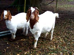 Image result for GOAT