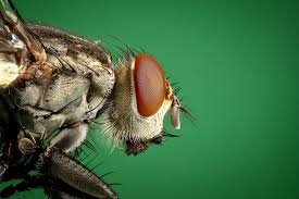 Image result for housefly public domain free