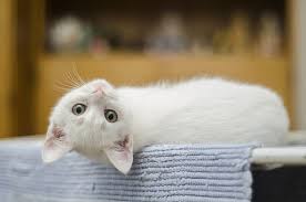 Résultat de recherche d'images pour "image chaton mignon"