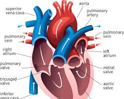 Image of human heart