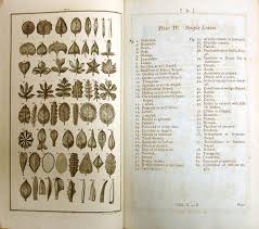 Image result for linnaeus