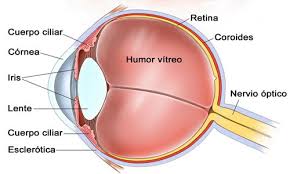 Resultado de imagen para organo ojo