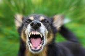 Resultado de imagem para cachorro