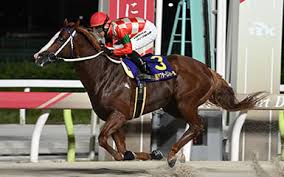東京シティ競馬 - News update