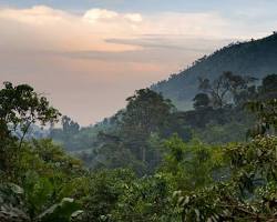 Image of Bwindi Impenetrable National Park, Uganda