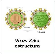 Resultado de imagem para zika vírus