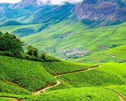 Image of Kolukkumalai Tea Estate Munnar