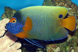 Image result for angelfish