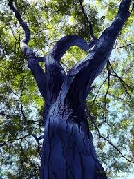 Résultat de recherche d'images pour "blue trees"