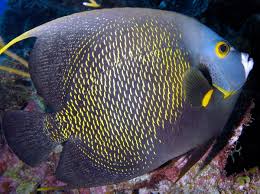 Image result for angelfish