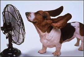 Resultado de imagen de foto perro calor