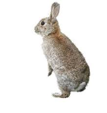 Image result for RABBIT