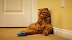 Image result for fluffy munchkin cat