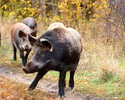 Image of European wild boar in Texas