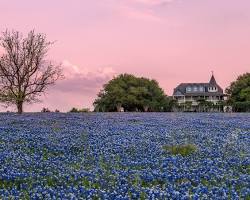 Image of Central Texas Bluebonnets