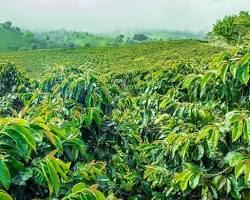 Coorg coffee plantations