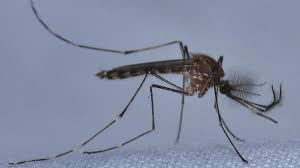 Preventing the Spread of Mosquitoes: Essential Tips for Dealing with Increased Rainfall - 1