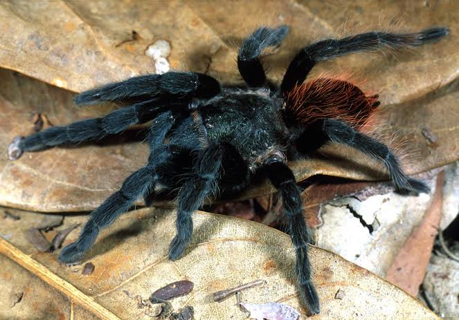 Comprar Tarántula del Abdomen Rojo (Brachypelma vagans) - ReptilMadrid