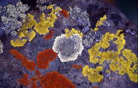 Hasil gambar untuk lichens