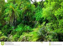 Risultati immagini per la selva de las aguas grandes