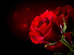Image result for ‫تصویر گل سرخ‬‎