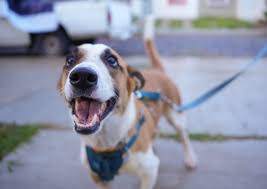 Llaman a vigilar heridas en mascotas ante gusano barrenador -