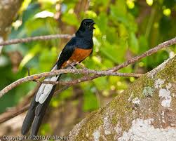 Hasil gambar untuk murai batu