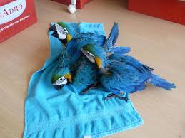 Image result for baby macaw parrot for sale