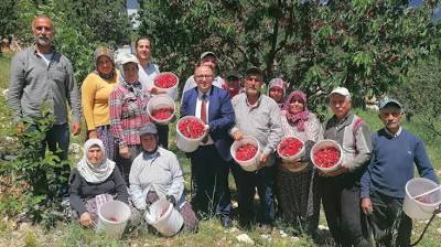 Mersin'de turfanda kiraz hasadı başladı - Mersin Erdemli Haberleri