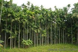 Image result for shimoga