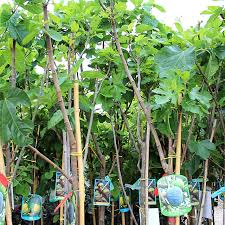 Risultati immagini per fico brogiotto