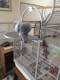 Image result for african grey parrot for sale