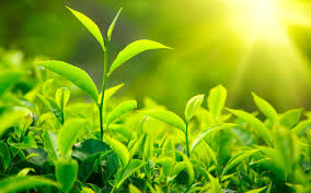 Image result for Photos of Green TEa