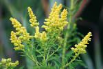 GOLDENROD : Uses, Side Effects, Interactions and Warnings