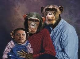 Image result for MONKEYS