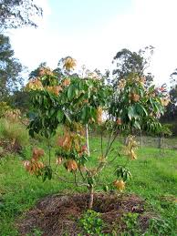 Image result for lychee trees