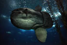 Image result for moonfish