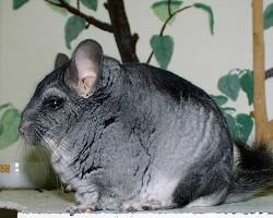 Chinchila