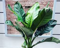 Hình ảnh về Cây Đại Phú Gia